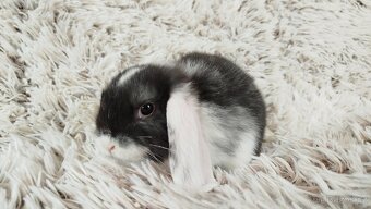 Zakrslý beránek, králíček, králík - ELIŠKA - 19