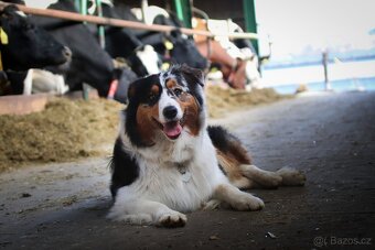 Australských ovčák s PP - 19