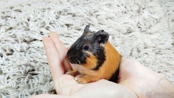 Morče, Morčata, Morčátko, Morčátka -JUSTÝNA A JESSIE - 19