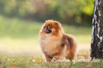 Pomeranian FCI - 19