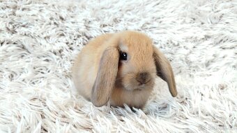 Zakrslý beránek, králíček, králík - JIJI - 19