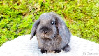 Zakrslý beránek, králíček, králík - PIPER - 19