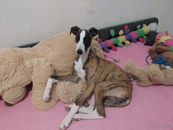 Whippet štěňátka bez PP po obou rodičích s PP ( Fci). - 19
