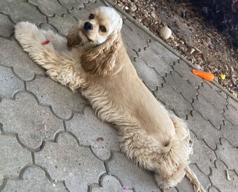Americký kokršpaněl-štěňátka/ American cocker spaniel - 19