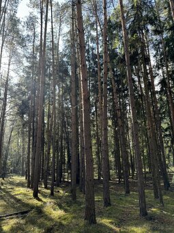 Prodám lesní pozemek v k.ú. Žichlice u Hromnic - 19