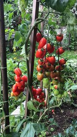 CHATA RABYNE, SLAPY - 19