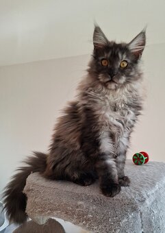 MAINE COON - Mainská mývalia s PP - 19