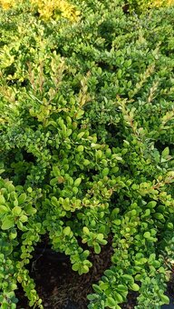 Dřišťál Berberis thunbergii, julianae, ottawensis - 19