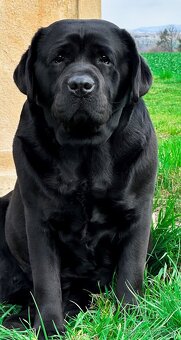 IHNED K ODBĚRU Labradorský Retriever s PP - 19