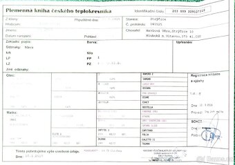 valach 9 let, 158 cm kůň pro ženu - 19