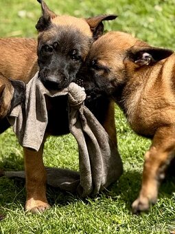 BELGICKÝ OVČÁK MALINOIS - 19