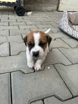 Jack Russell teriéra - 19