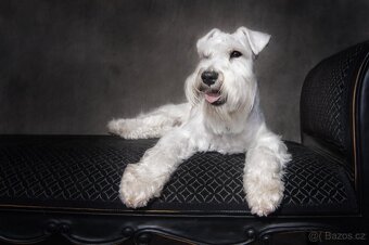 Knírač malý bílý s PP - CHS Švarcava - 19