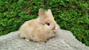 Zakrslý králík, králíček -(lvíček)-TESSIE - 19