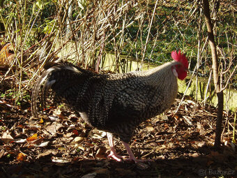 Prodám kohouta do chovu - 19