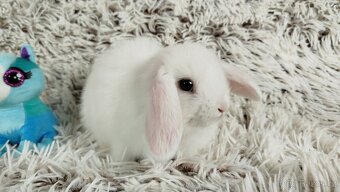 Zakrslý beránek, králíček, králík - TIMIÁN - 19