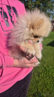 Pomeranian Creme - čistokrevný kluk - 19
