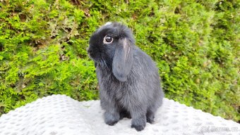Zakrslý beránek, králíček, králík - ELLA - 19
