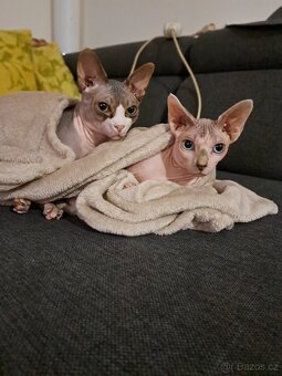 Koťe Sphynx - 19