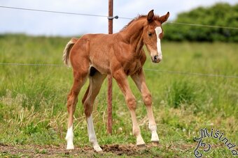 LETOŠNÍ HŘEBEC K ZAMLUVENÍ - 19
