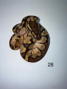 Krajta královská / Python regius - 19