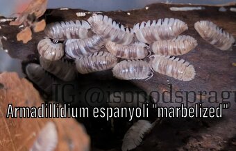 Isopody, mnohonožky, chvostoskoci ŽE, posílám - 19