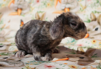 Zakrslí beránci rex . - 19