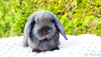 Zakrslý beránek, králíček, králík - PIPER - 19