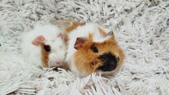 Morče, Morčata, Morčátko, Morčátka - DARWIN A MERLIN - 19