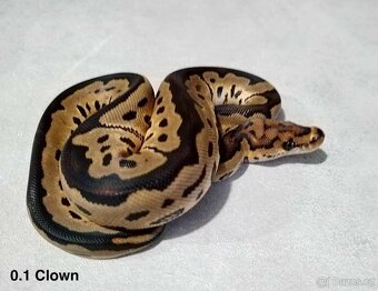 Krajta královská - 19