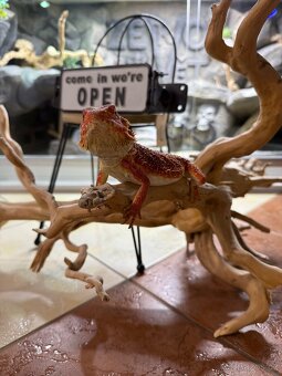 Agama vousatá mláďata k prodeji - 19