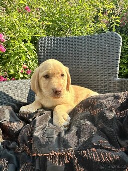 štěňata labrador a  – připravena k odběru - 19