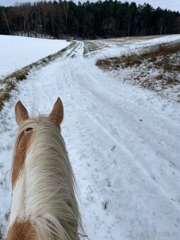 Pastevní ustájení - 19