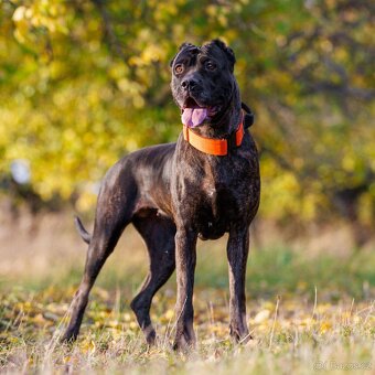 Bandog - 19