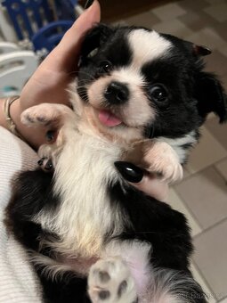 2x dlouhosrstý pejsek s PP FCI, čivava - 19