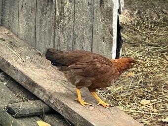 3 měsíční slepičky plemen velsumka, liliputka, hedvábnička - 19