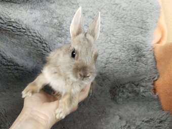 Zakrslý králík lvíček, beránek, Teddy - 19