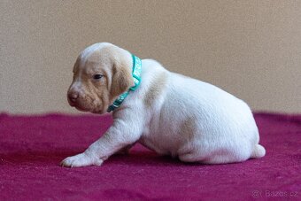 Saintgermánský ohař - štěňátka k zamluvení - 19
