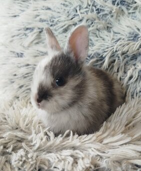 Zakrslý králík - 19