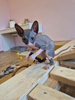 Donský sphynx - krásná koťátka - 19