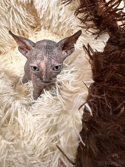 Kanadský Sphynx s průkazem původu - 19