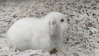 Zakrslý beránek, králíček, králík - MOLLY - 19
