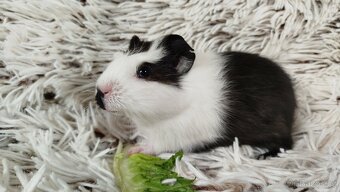Morče, morčata, morčátko - ALVIN - 19