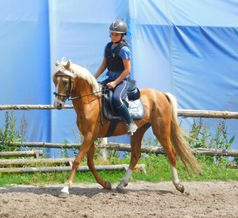 Německý jezdecký pony  do sportu - 19