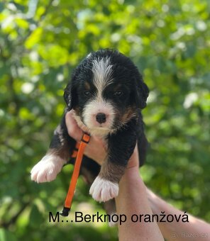 Bernský salašnický pes- štěňátka s PP - 19