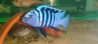 Tlamovci Malawi 03 - 19