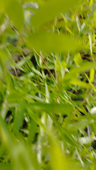 Obří mrazuvzdorný bambus phyllostachys, Vsetín - 19