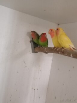 Penant zlatý pastel, agapornis, rozela rubino - 19