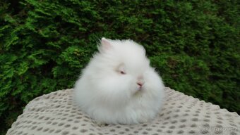 Zakrslý králík, králíček -(TEDDY)-ONDŘEJ - 19