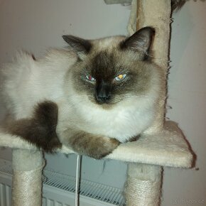Ragdoll kocur na krytie - 19